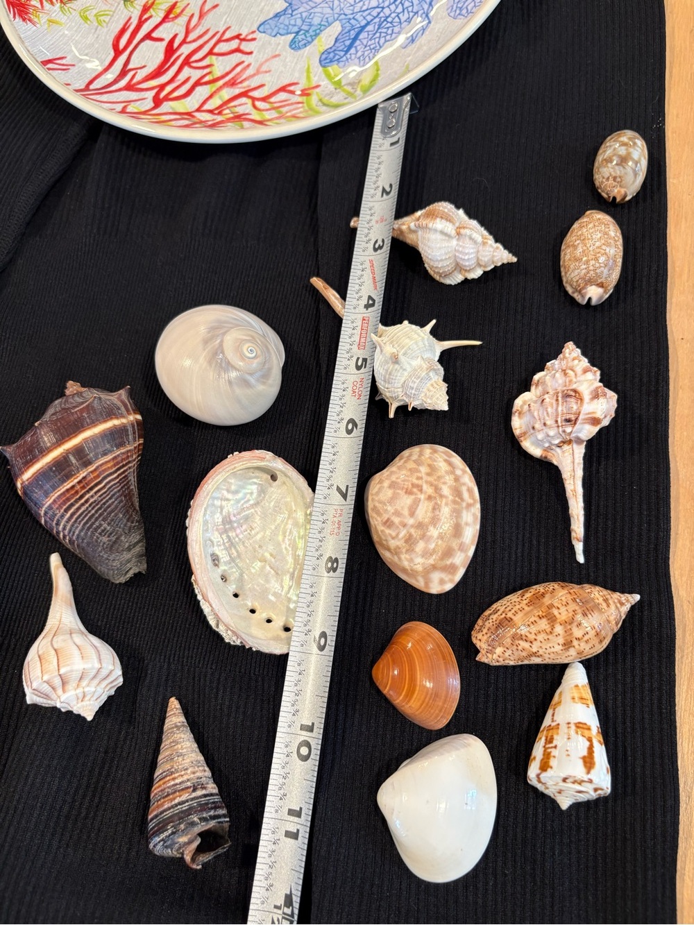 SEASHELLS ~ 🐚 Natural Seashell Collection Lot Set Real Shells! - Picture 16 of 16